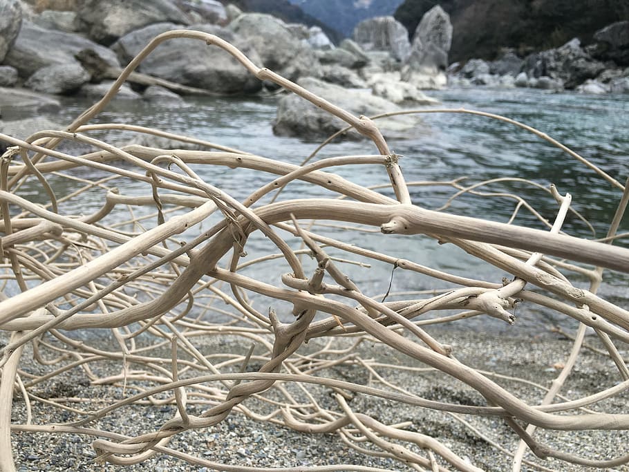 driftwood, river, dry riverbed, babble, wood, the flow of the river, nature, day, plant, water