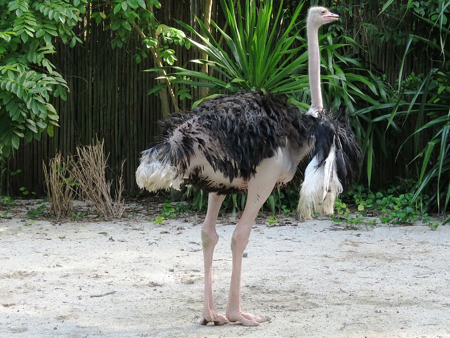 ostrich near plants, ostrich, big bird, long leg, common ostrich, flightless bird, ratite, somali ostrich, struthio camelus, animal