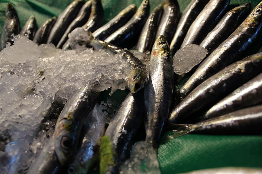 fish, anchovy, anchovies, confused, expression, food, frozen fish, a zer full of fish, ice, bench