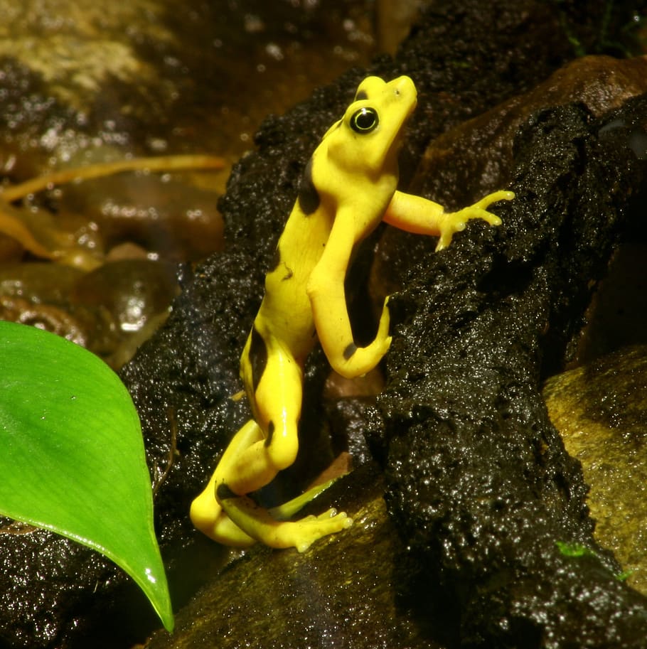 frog, atelopus zeteki, amphibian, wildlife, panama, golden, exotic, zoo, reptile, threatened