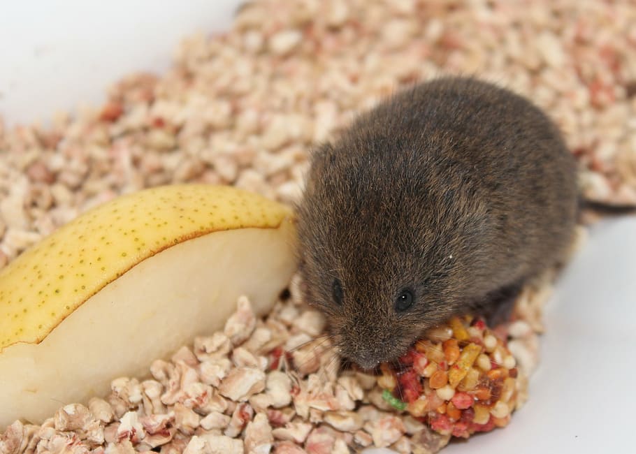 mouse, field mouse, animal, mice, nature, wildlife, rodent, fur, wild, small