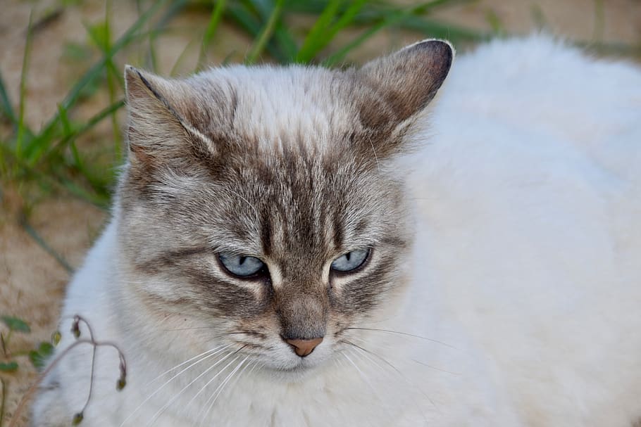 gato, coño, gato callejero, gato europeo, ojos azules de gato, mamífero, lindo, felino, retrato de gato, nacional