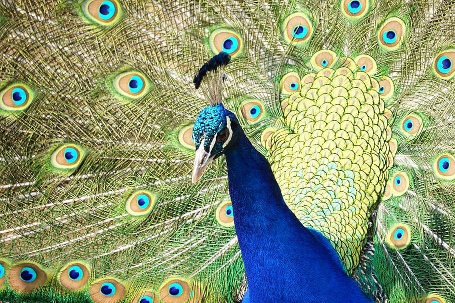 nature, animal, bird, zoo, animal themes, peacock, vertebrate, peacock feather, animal wildlife, one animal
