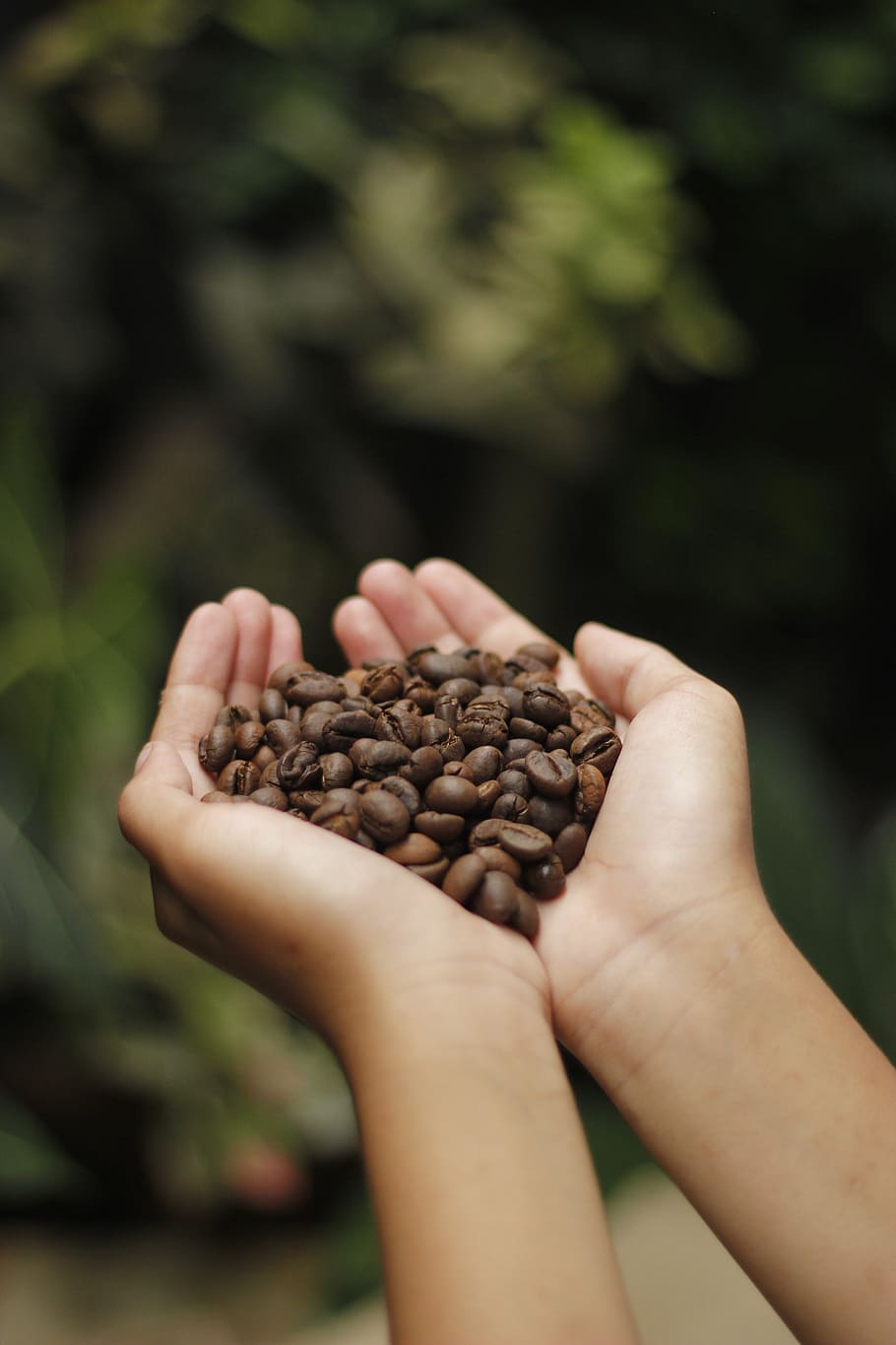 coffee, coffee beans, aroma, roasted, beans, espresso, cappuccino, mug, caffeine, coffee on hand