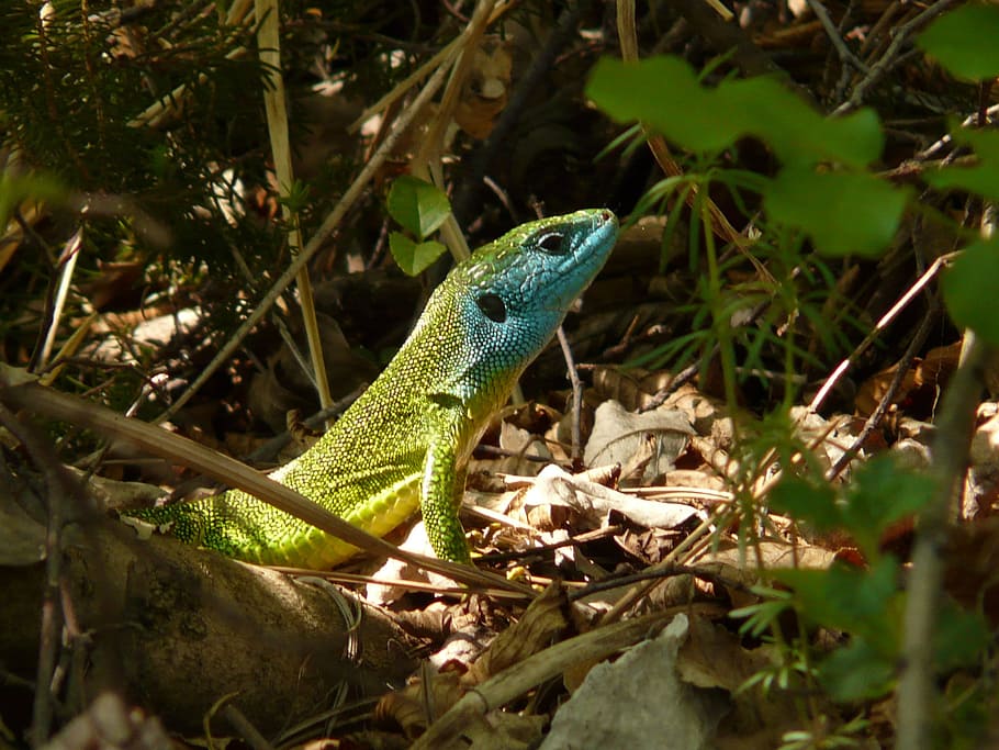 エメラルドトカゲ トカゲ 爬虫類 動物 生き物 自然 動物の世界 ヨーロッパの緑のトカゲ ラセルタビリディス 動物のテーマ Pxfuel