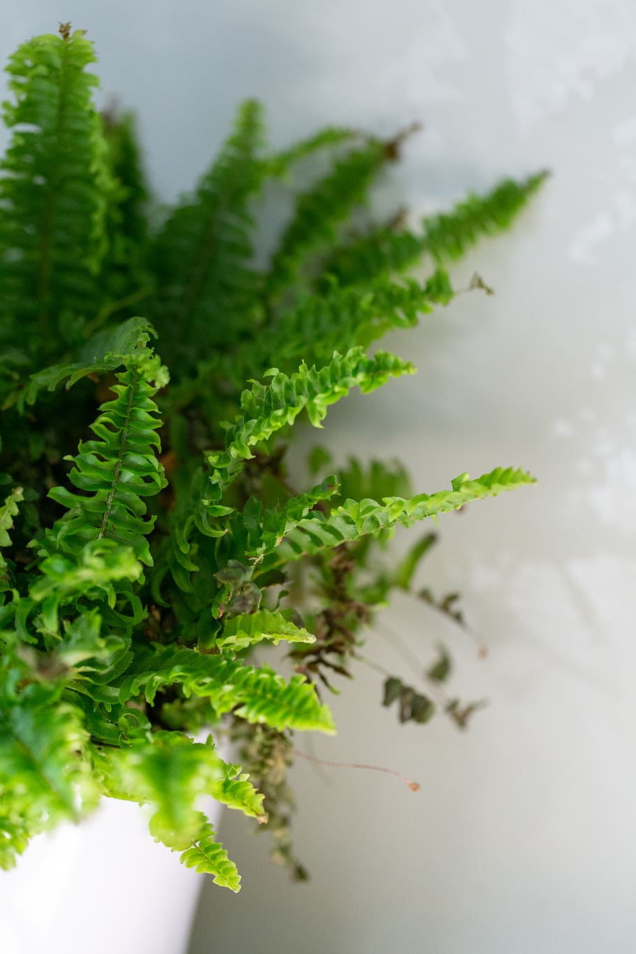 house, plant, fern, leaves, green, natural, decoration, flora, growth, indoor