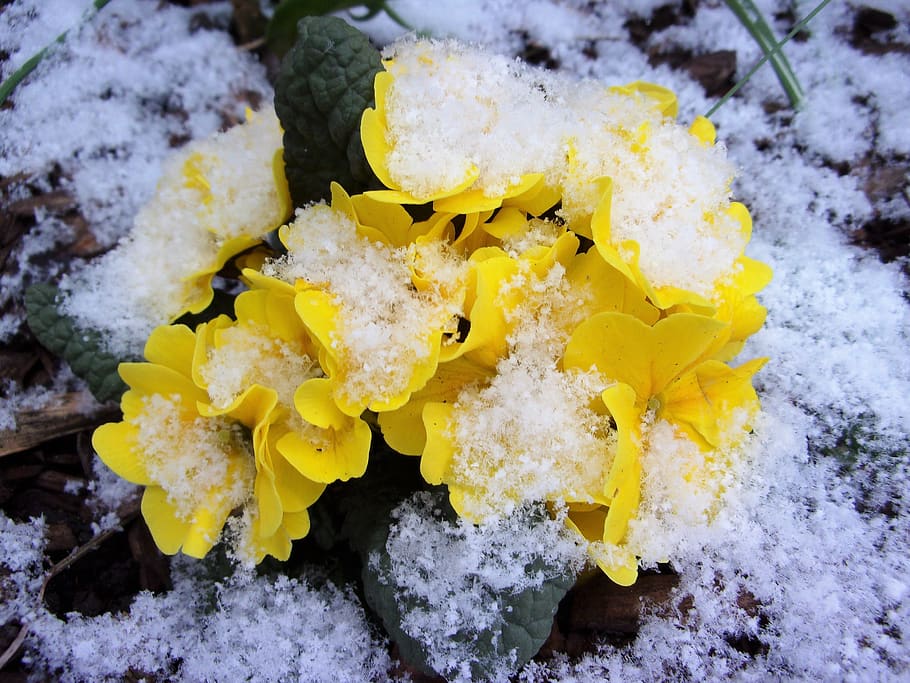 spring, primroses, flower, nature, winter, season, frost, yellow, close-up, cold temperature