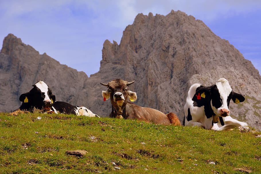 vaca, pasto, descanso, dolomitas, montaña, prato, animales, bovino, animal, rebaño