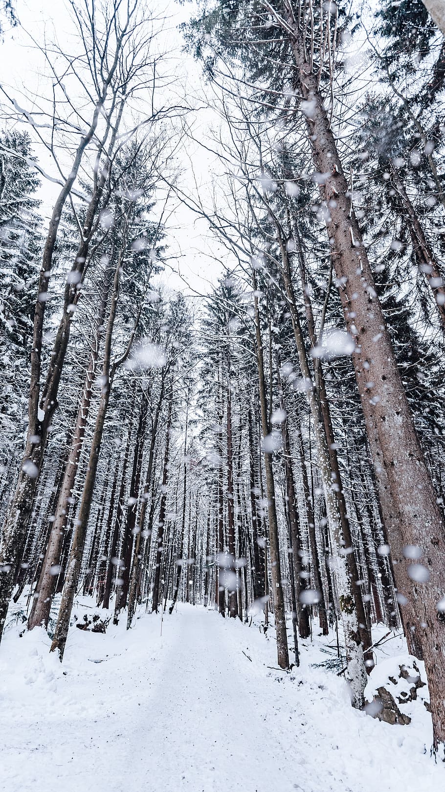 winter, snow, snow drop, tree, forest, cold, snow falling, trees, national park, czech