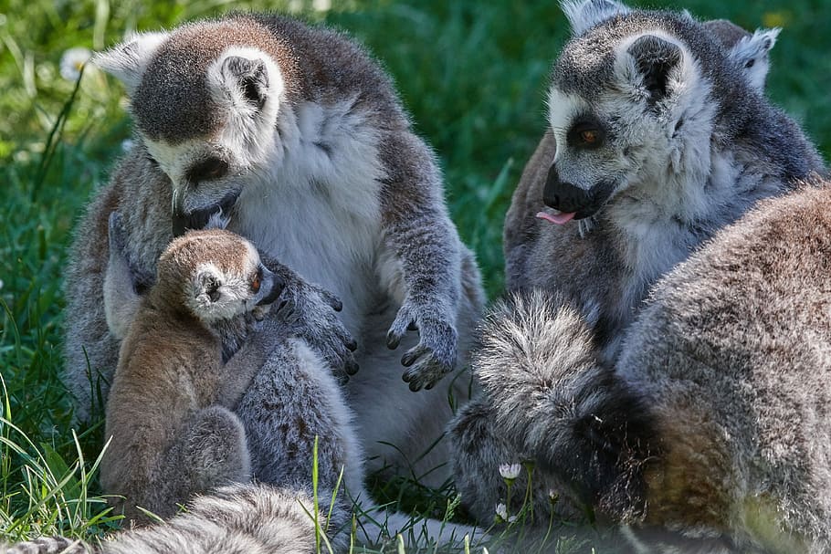 lemur, ape, young animal, mother, madagascar, ring tailed lemur, lemur catta, cute, group of animals, mammal