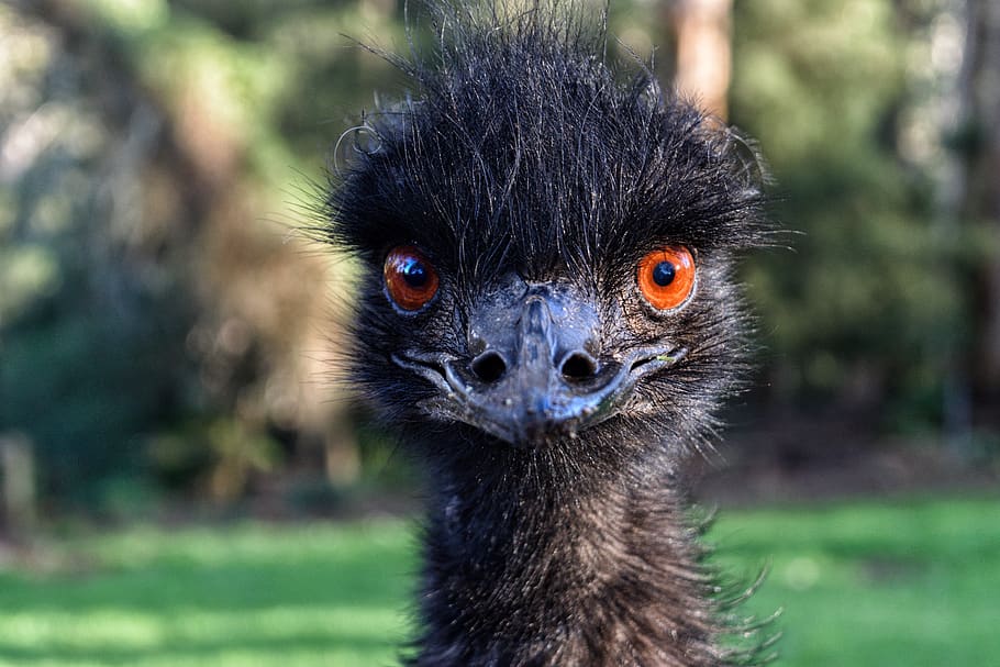 emu, australia, bird, nature, animal, fauna, feather, head, flightless, ornithology
