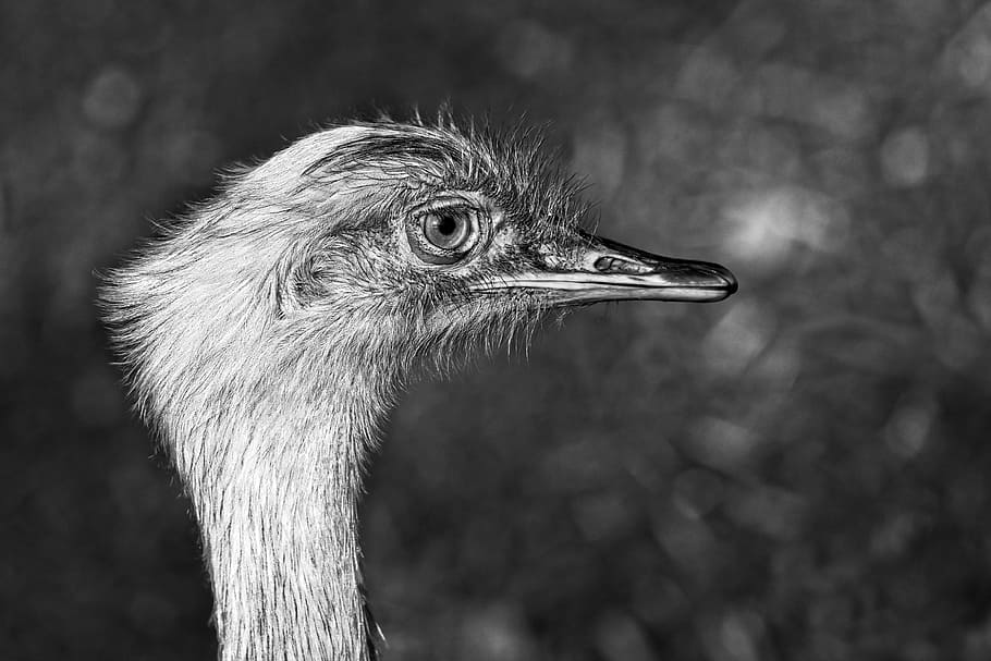 grayscale photography, ostrich, greater rhea, bird, animal, flightless, wildlife, grey rhea, common rhea, american rhea