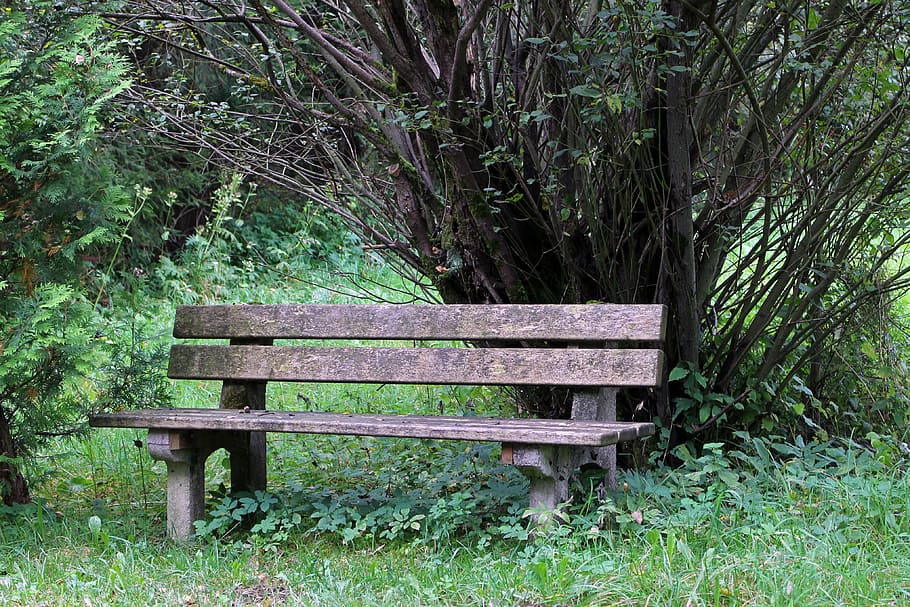 banco, assento, natureza, fora, sentar-se, clique, descanso, floresta, pausa, relaxar