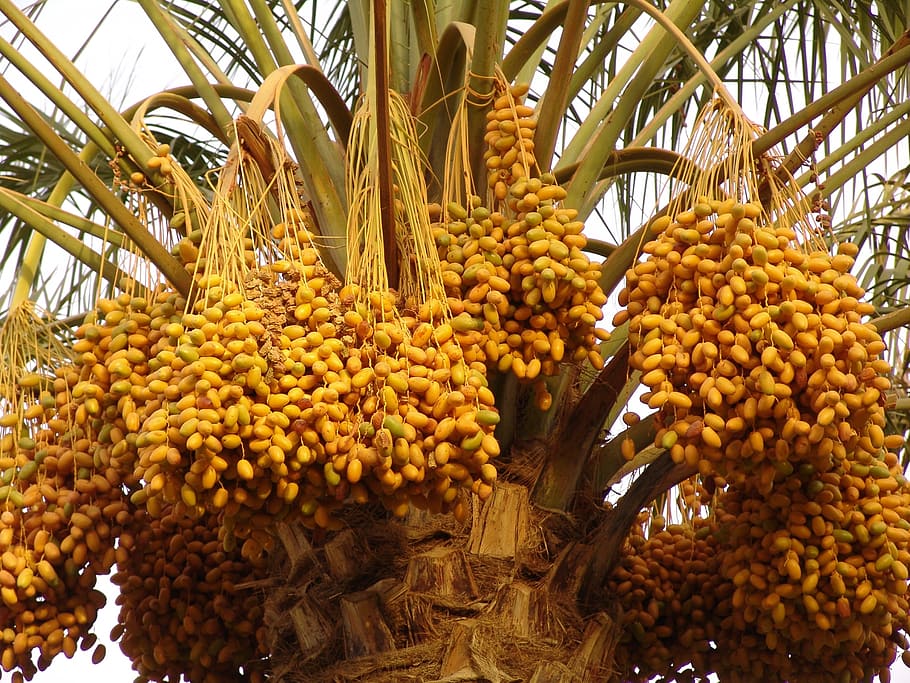 palm, date, arbre de date, palm tree, blessing, food and drink, food, healthy eating, fruit, freshness