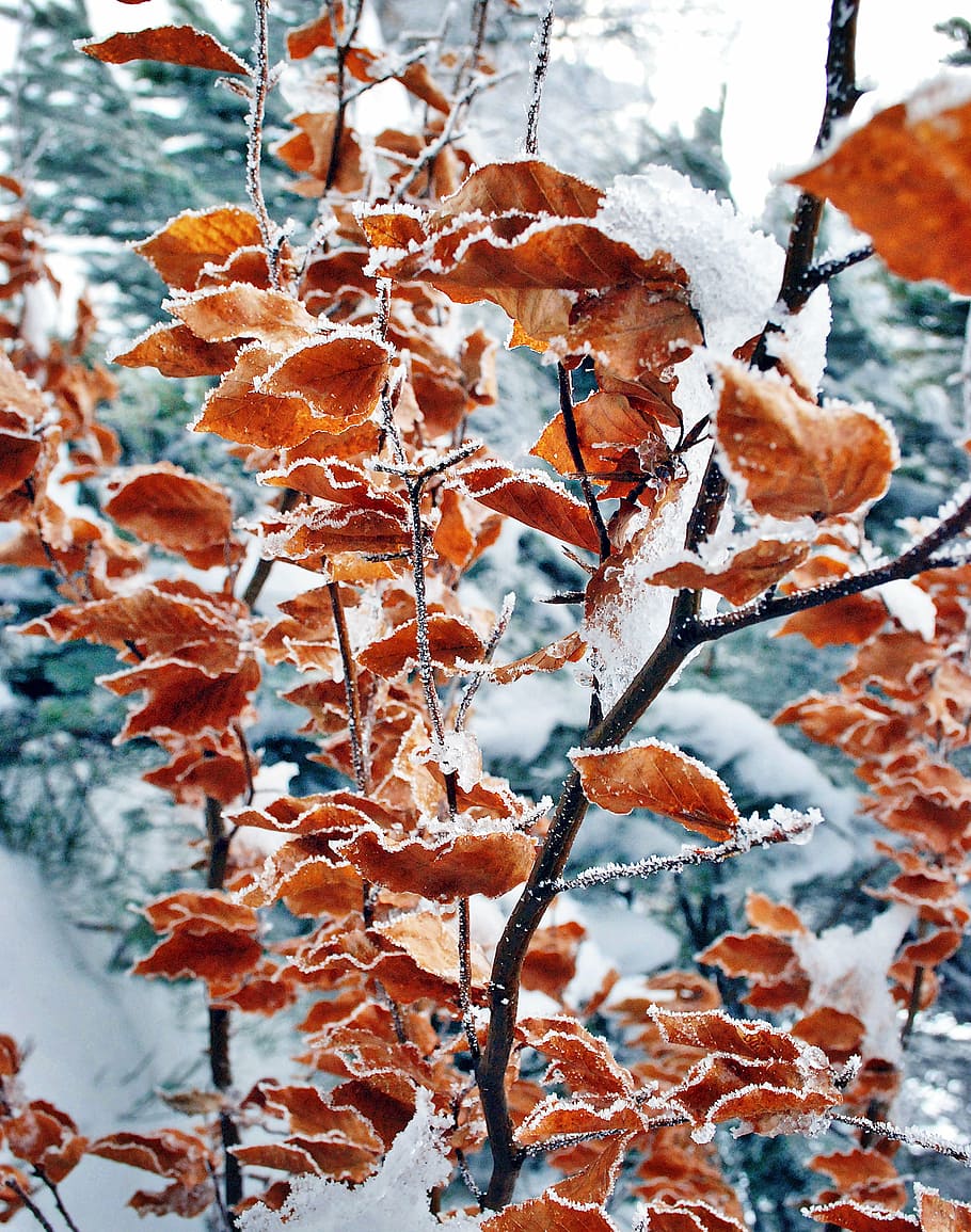 leaves, covered, snow, foliage, winter, frost, nature, ice, hard rime, tree