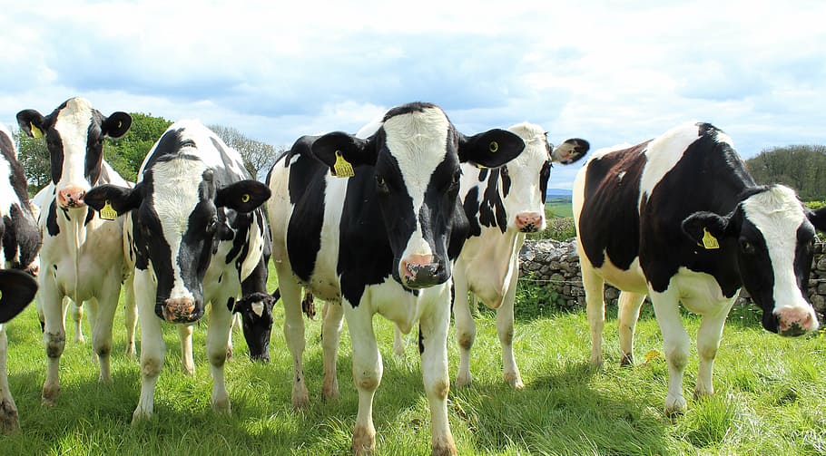 cinco, branco, preto, gado, gado holandês, vacas, novilhas, campo, laticínios, leite