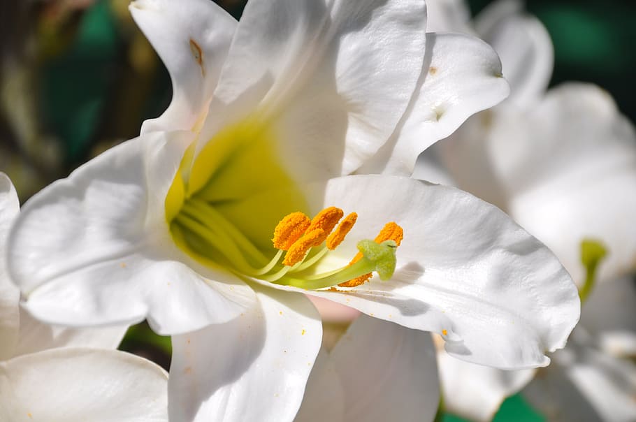 white, lilies selective-focus photo, lys, white lily, flowers, bouquet, garden, fleur de lis, purity, blooming