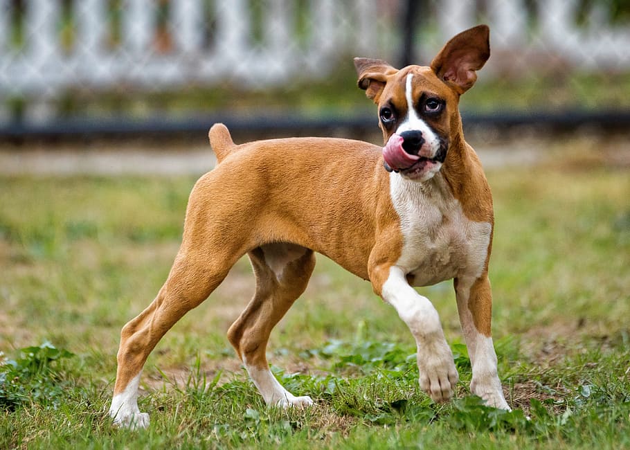 brown, white, boxer puppy, green, grass field, daytime, selective, focus photography, dog playing, dog