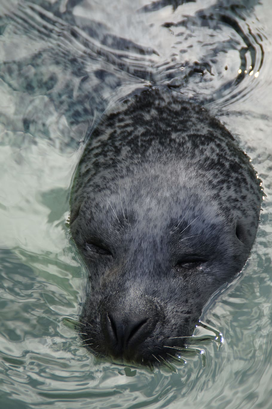 Seal, Head, Robbe, Swim, Water, Mammal, zoo, snout, meeresbewohner, water creature
