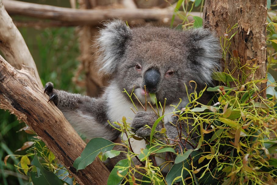australia, koala, oso koala, animal, árbol, descanso, mimoso, perezoso, eucalipto, temas de animales