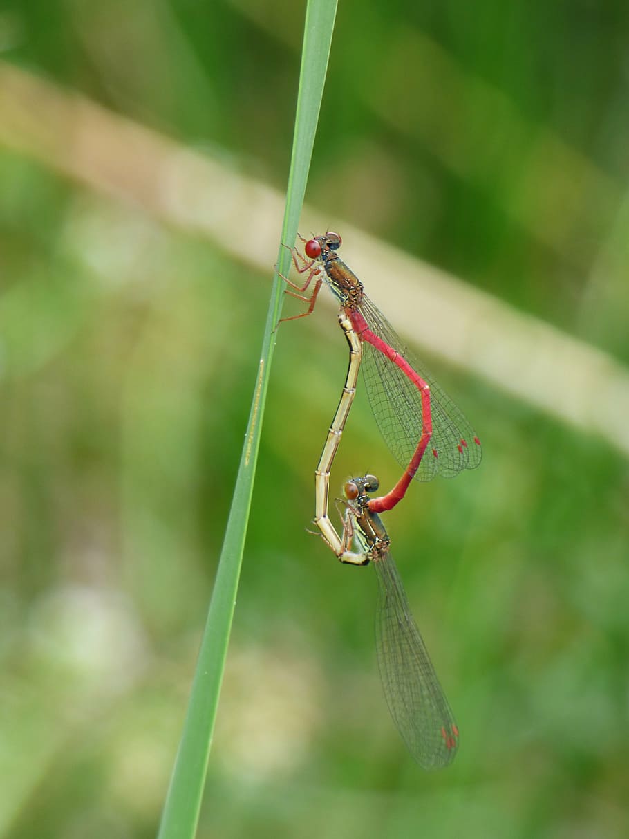 dragonfly, damselfly, ceriagrion tenellum, couple, insects apareandose, copulation, reproduction, insects mating, leaf, animal wildlife