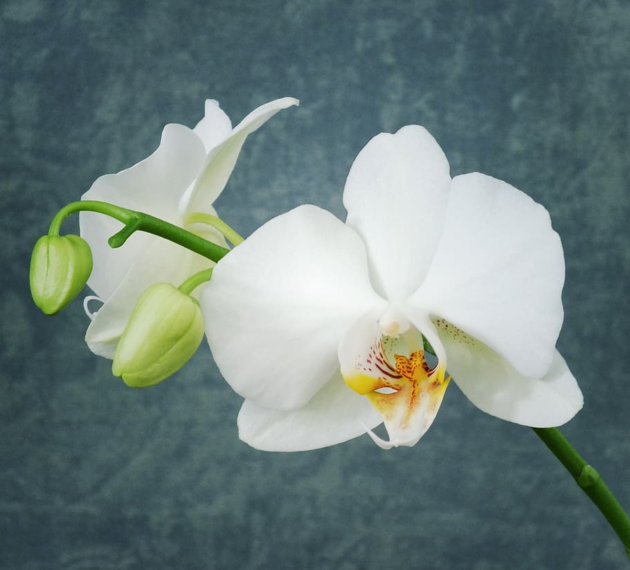orchid, white orchid, flower, white, nature, petal, plant, botany, bloom, bright