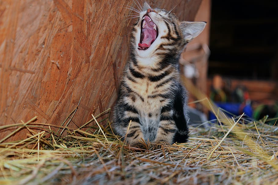 cat, young cat, pet, yawn, animal themes, animal, one animal, mammal, mouth open, mouth