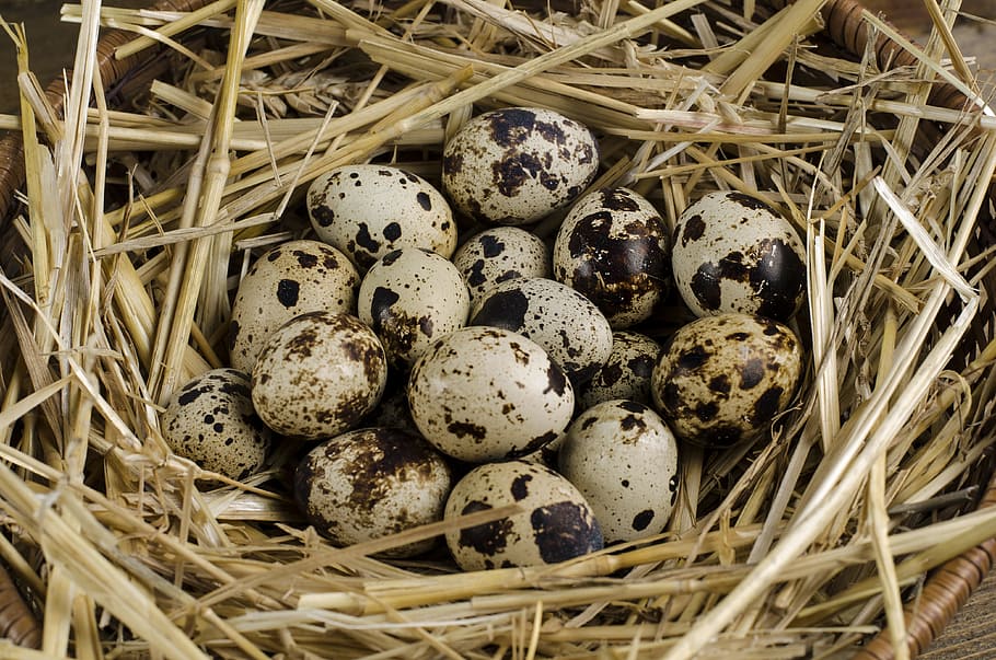 quial eggs, quail, egg, healthy, organic, bird, natural, chicken, brown, farm
