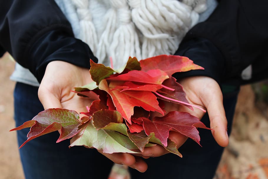 leaves, autumn, fall, hands, nature, leaf, plant part, one person, holding, hand