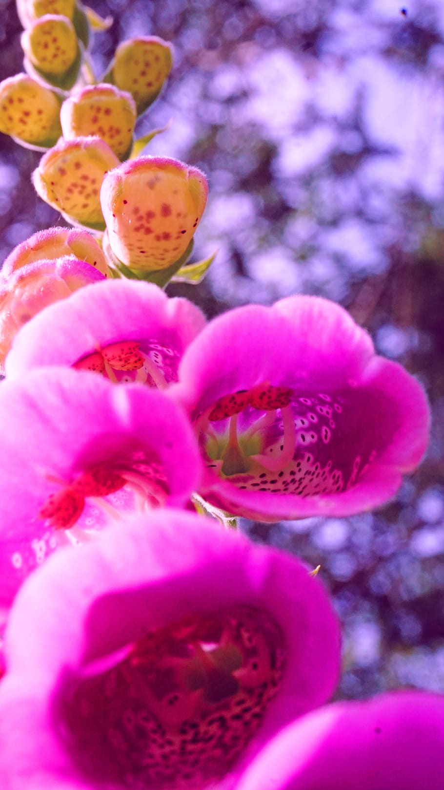 digitalis purpurea, flower, nature, flora, garden, beautiful, pink, plant, herb, heart medicine