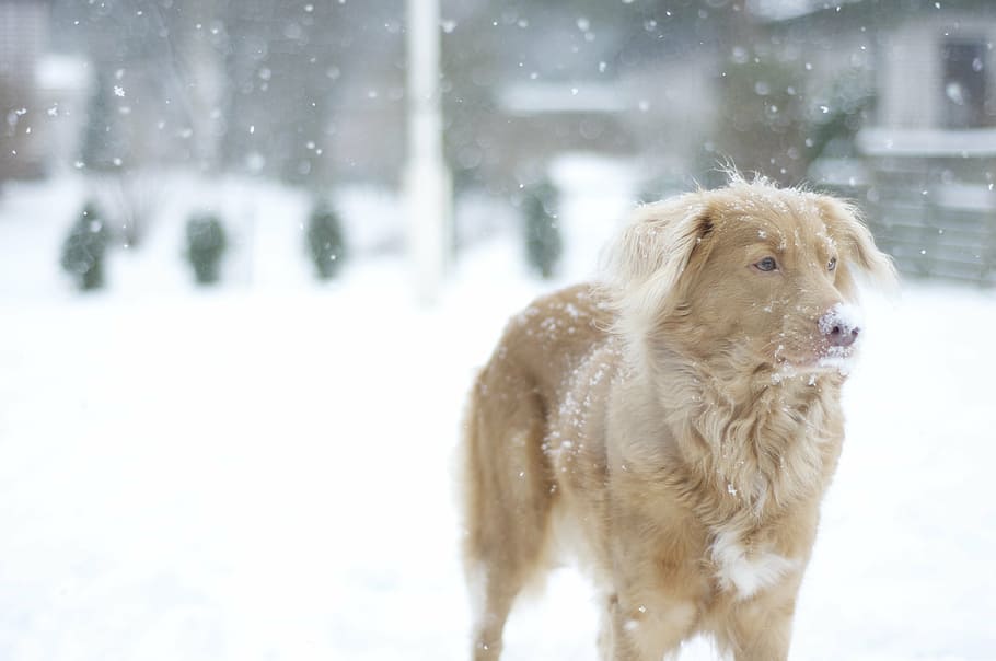 dog, retriever, snow, winter, nova scotia duck tolling retriever, animal themes, pets, domestic, mammal, domestic animals