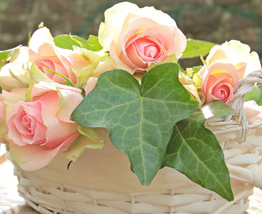 pink, roses, green, leaves, noble roses, basket, flowers, pink roses, pink precious roden, ivy