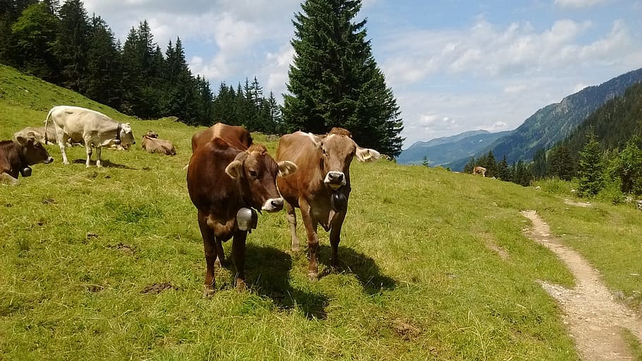 Allgäu, vaca, vacas, carne de res, ganado, montañas, verano, vacaciones, senderismo, pasto
