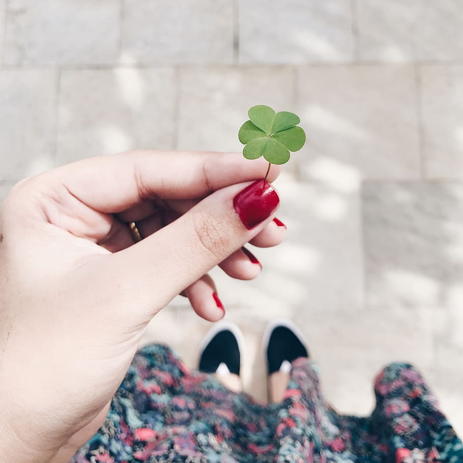 clover, four, leaves, four leaf clover, human body part, human hand, real people, hand, body part, one person