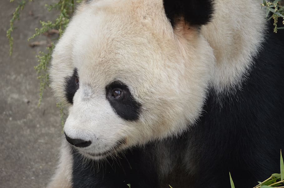 hewan panda, Panda, hewan, beruang, margasatwa, cina, hutan, bambu, hampir punah, raksasa