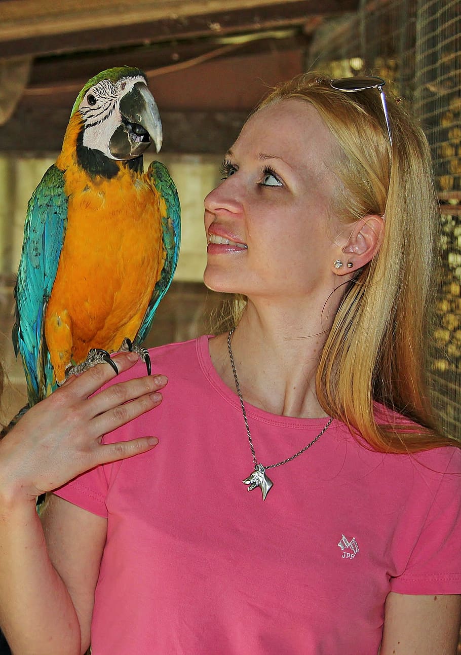 parrot, macaw, weave, woman, love, bird, women, smiling, people, vertebrate