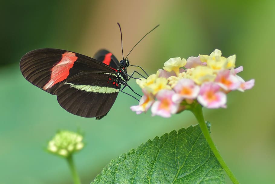 micro, fotografia de lente, vermelho, verde, listrado, borboleta empoleirada, rosa, flores com pétalas, borboleta, preto