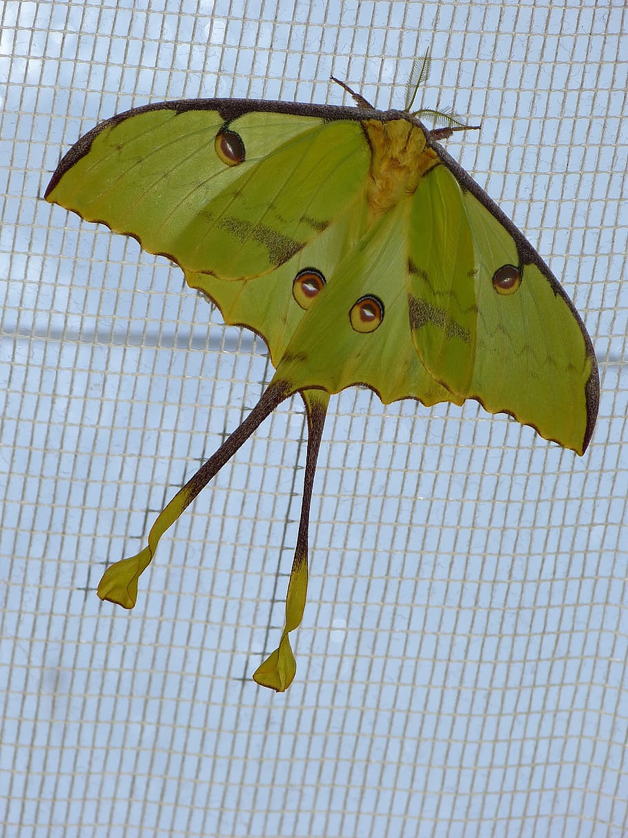 green, butterfly, gray, screen, Comet Moth, Moth, Butterfly, Eyespots, large, large butterfly, fly