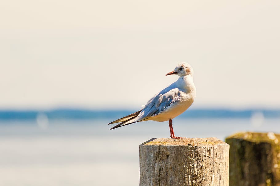 ring-billed gull, perched, brown, wood post, gull, bank, bird, animal, water bird, beach