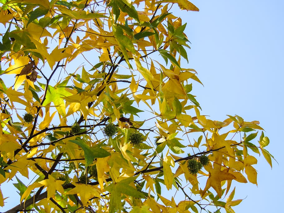pohon, cabang, daun, kuning, hijau, musim gugur, bagian tanaman, menanam, tampilan sudut rendah, langit