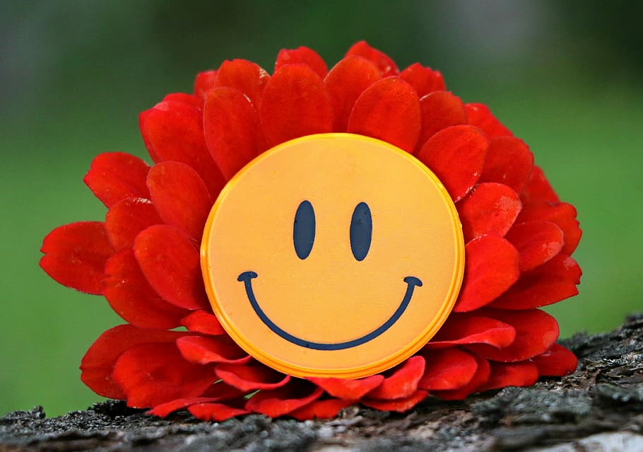 selective, focus photography, red, zinnia flower, yellow, smiley decor, smile, joy, flower, laughter