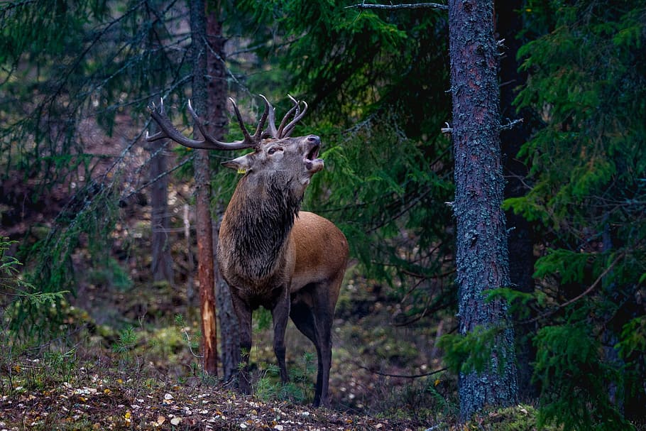 moose, howling, forest, flay, red deer, norway, animal wildlife, tree, animal, animals in the wild