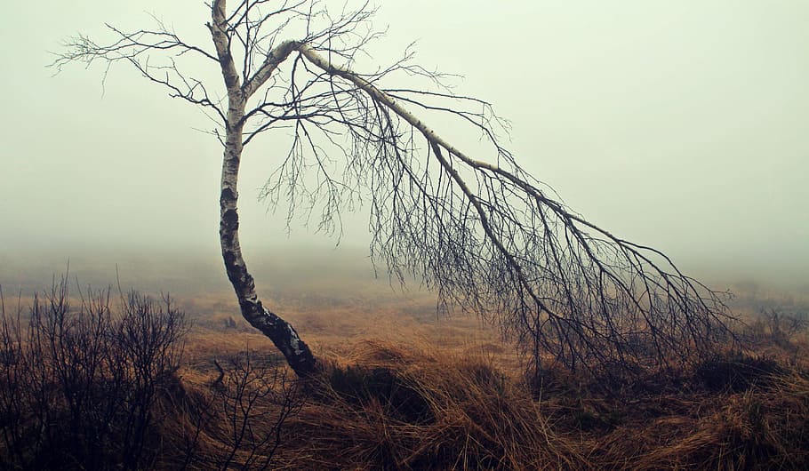 leafless tree, fog, moor, moorland, birch, tree, mood, autumn, nature, atmosphere