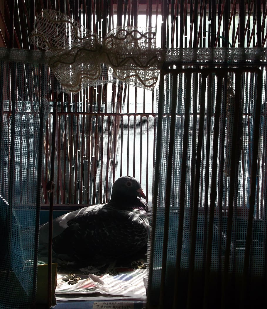 pigeon, cage, dark, contrast, bird, melancholia, alone, gray, sorry, relax