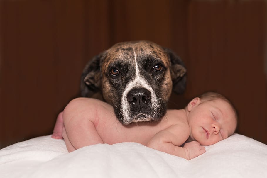 dog, baby, animal, small, canine, love, infant, adorable, pet, domestic