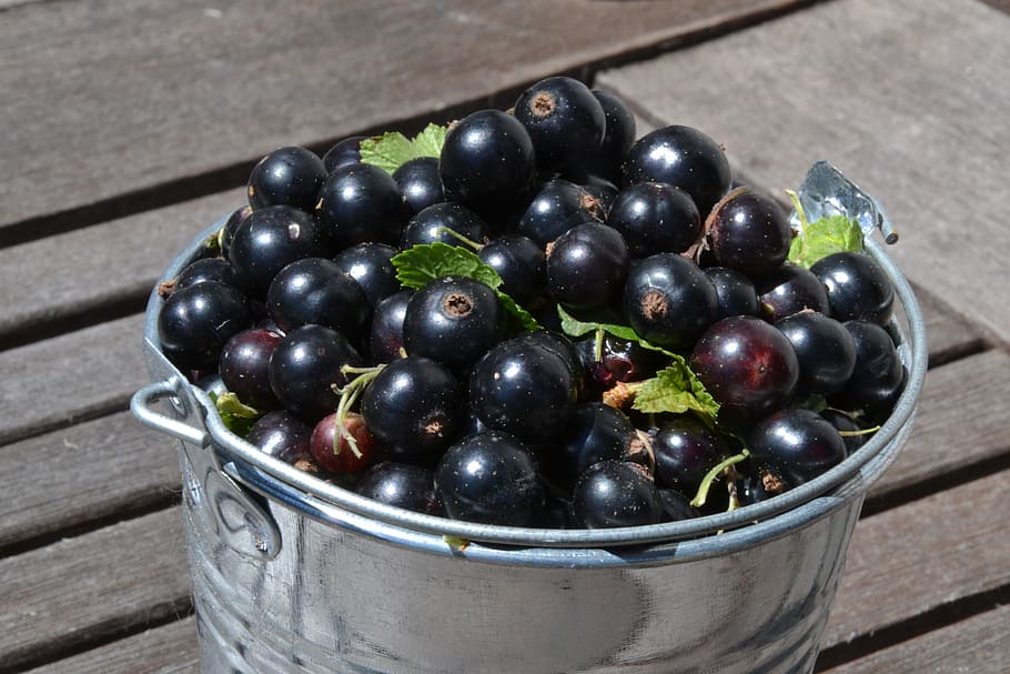 black currants, fruit, healthy, summer, bio, delicious, ripe, garden, food, currant