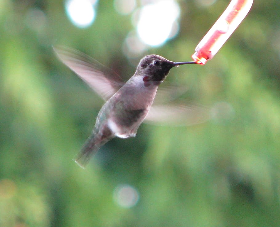 hummingbirds, birds, feeding, eating, flying, flight, alone, sinle, green background, nature