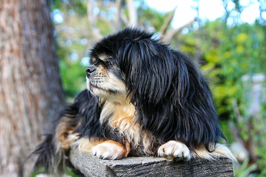 tibetan spaniel is ill with rabies