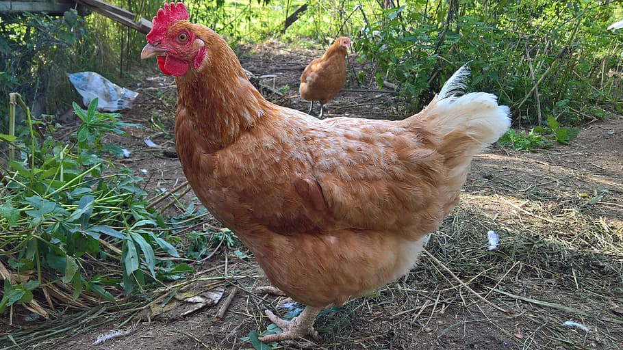 Chicken, Poultry, Egg, farm, agriculture, chicken - Bird, bird, livestock, rural Scene, animal