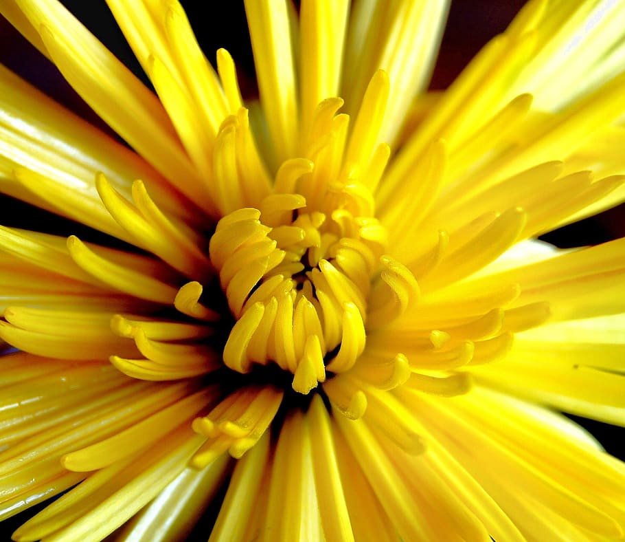 crisantemo, amarillo, flor, otoño, naturaleza, brillante, jardín, flora, floración, frescura